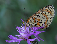 Spotted Fritillary (Melitaea didyma)