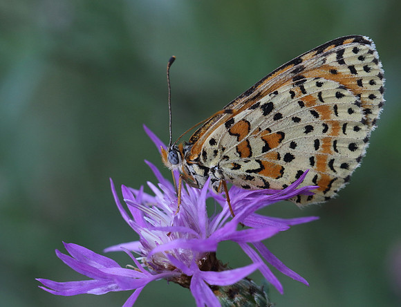 Spotted Fritillary (Melitaea didyma)