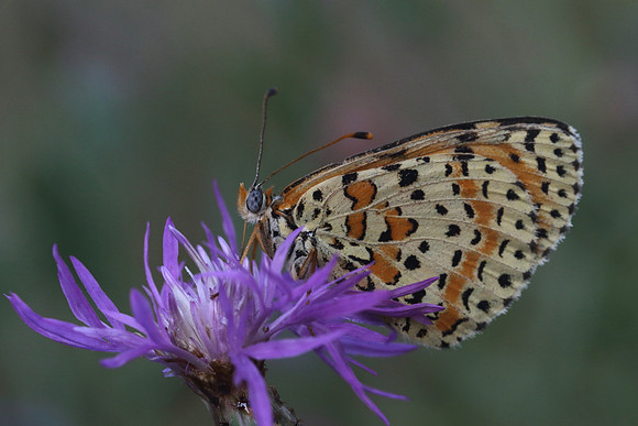 Spotted Fritillary (Melitaea didyma)