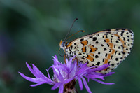 Spotted Fritillary (Melitaea didyma)