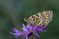 Spotted Fritillary (Melitaea didyma)