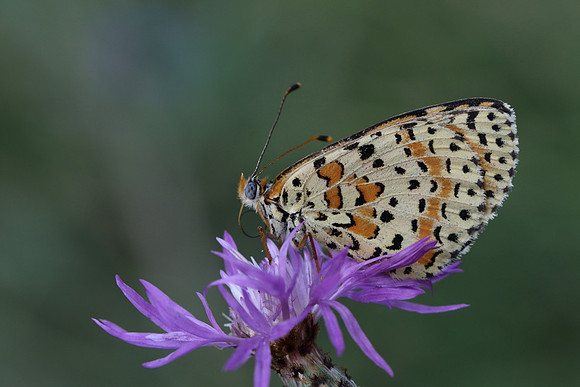 Spotted Fritillary (Melitaea didyma)
