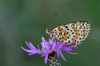 Spotted Fritillary (Melitaea didyma)