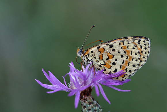 Spotted Fritillary (Melitaea didyma)