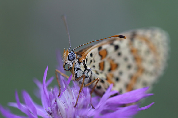 Spotted Fritillary (Melitaea didyma)