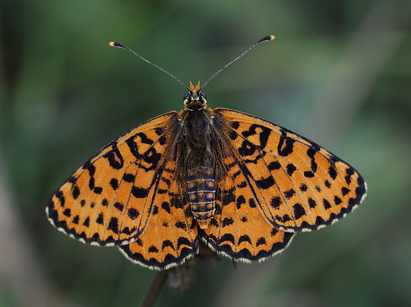 Spotted Fritillary (Melitaea didyma)