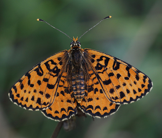 Spotted Fritillary (Melitaea didyma)