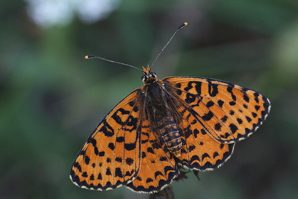 Spotted Fritillary (Melitaea didyma)