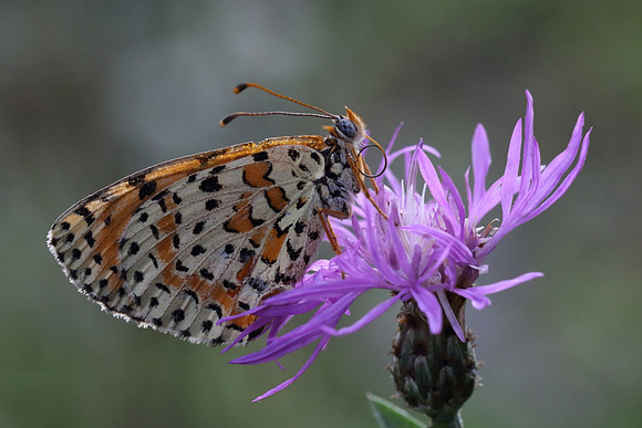 Spotted Fritillary (Melitaea didyma)