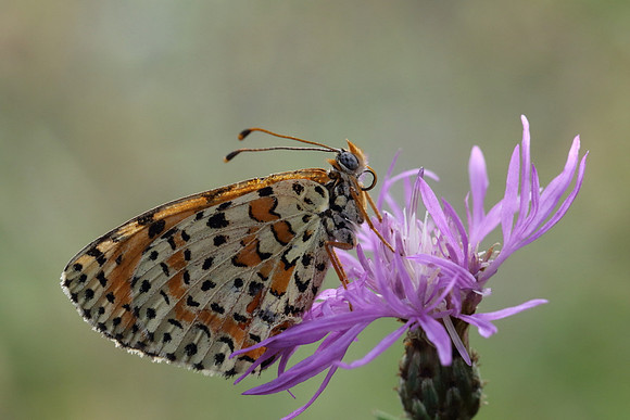 Spotted Fritillary (Melitaea didyma)