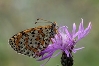 Spotted Fritillary (Melitaea didyma)