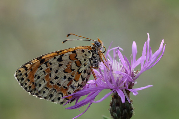 Spotted Fritillary (Melitaea didyma)