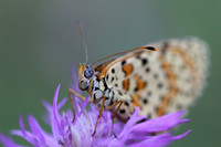 Spotted Fritillary (Melitaea didyma)