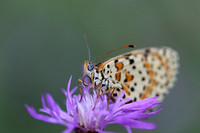 Spotted Fritillary (Melitaea didyma)