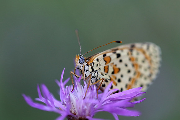 Spotted Fritillary (Melitaea didyma)