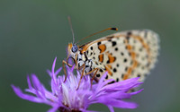Spotted Fritillary (Melitaea didyma)
