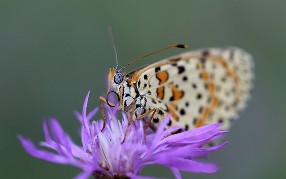 Spotted Fritillary (Melitaea didyma)