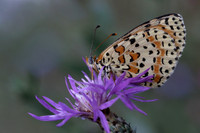 Spotted Fritillary (Melitaea didyma)