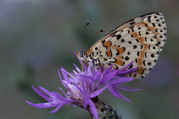 Spotted Fritillary (Melitaea didyma)