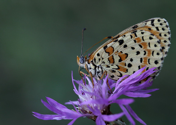 Spotted Fritillary (Melitaea didyma)