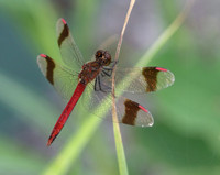 Banded Darter (Sympetrum pedemontanum)  - male