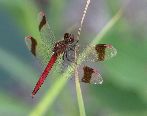 Banded Darter (Sympetrum pedemontanum)  - male