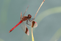 Banded Darter (Sympetrum pedemontanum)  - male