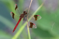 Banded Darter (Sympetrum pedemontanum)  - male