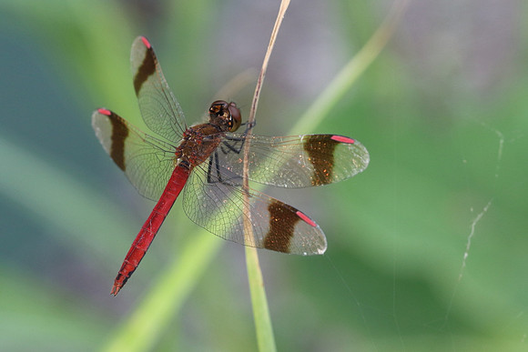 Banded Darter (Sympetrum pedemontanum)  - male