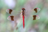 Banded Darter (Sympetrum pedemontanum)  - male
