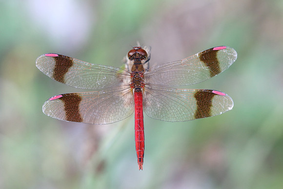 Banded Darter (Sympetrum pedemontanum)  - male