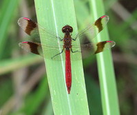 Banded Darter (Sympetrum pedemontanum)  - male