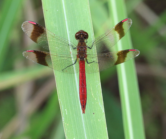 Banded Darter (Sympetrum pedemontanum)  - male