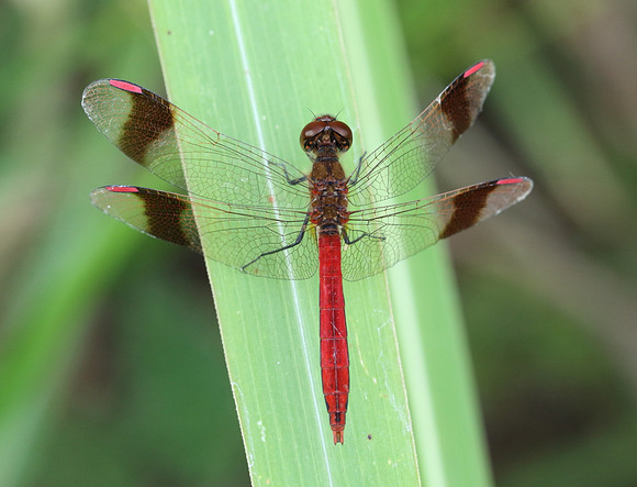 Banded Darter (Sympetrum pedemontanum)  - male
