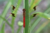Banded Darter (Sympetrum pedemontanum)  - male