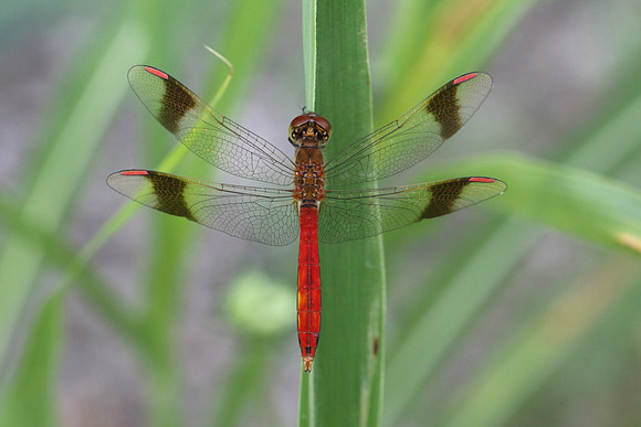 Banded Darter (Sympetrum pedemontanum)  - male