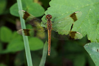 Banded Darter (Sympetrum pedemontanum)  - female