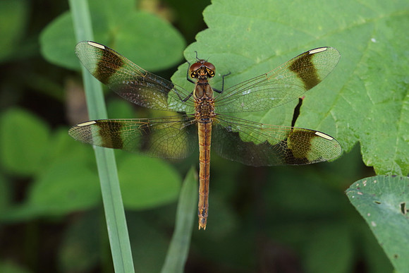 Banded Darter (Sympetrum pedemontanum)  - female