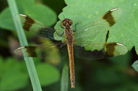 Banded Darter (Sympetrum pedemontanum)  - female