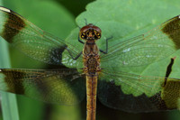 Banded Darter (Sympetrum pedemontanum)  - female