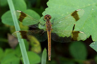 Banded Darter (Sympetrum pedemontanum)  - female