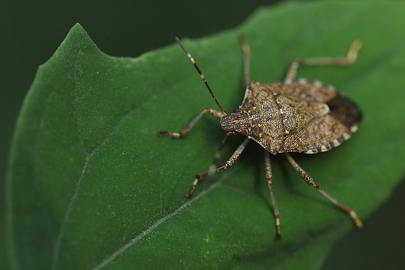 Brown Marmorated Stink Bug