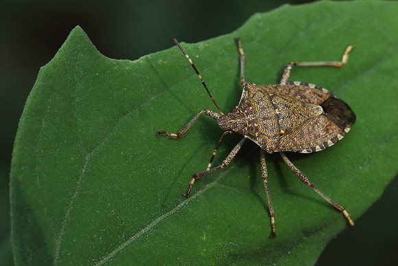 Brown Marmorated Stink Bug