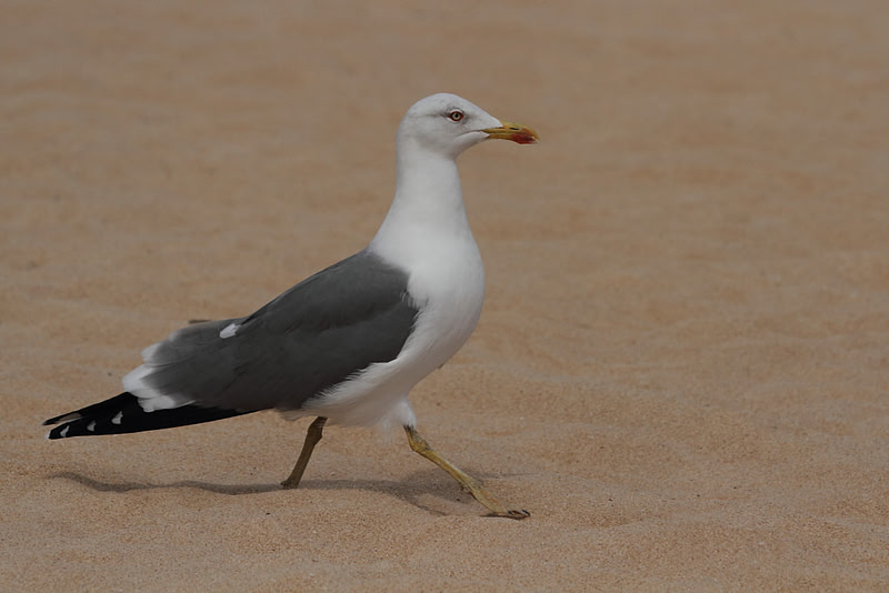Yellow Legged Gull