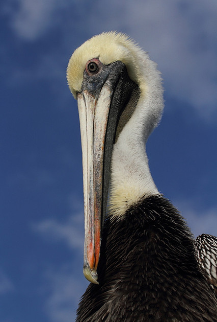 Brown Pelican