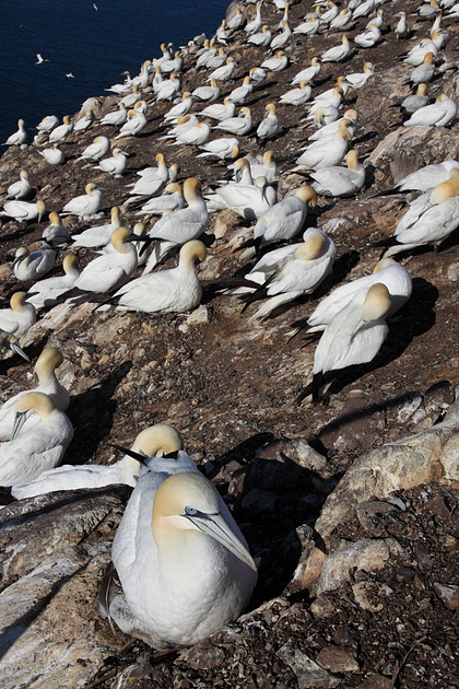 Gannet colony