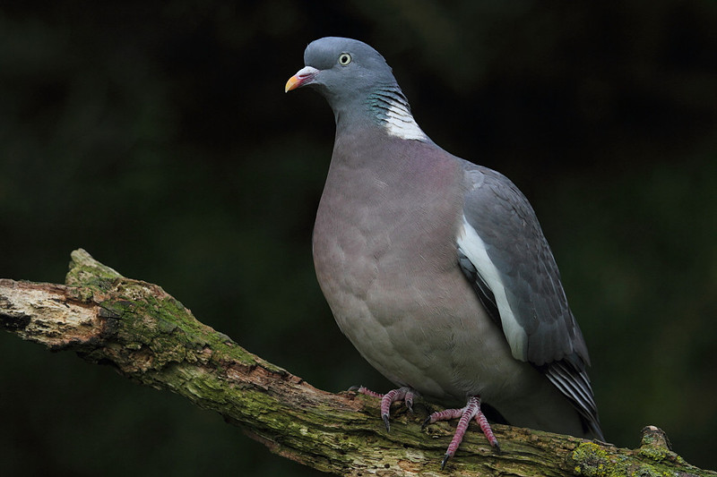 Woodpigeon