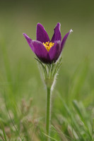 Pasque Flower