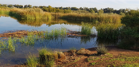 View from Bird Hide 2