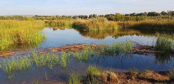 View from Bird Hide 2